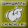 Шиншилла, шиншиллы, всё о шиншиллах, скупка молодняка, chinchil.ru